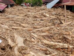 Banjir Bandang Tapsel, Ratusan Kubik Kayu Menumpuk Di Lokasi