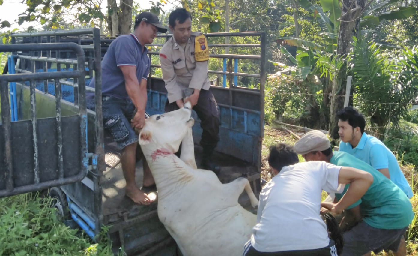 Kerap Masuk Ladang Warga, 2 Lembu Mati Kena Racun Di P. Siantar