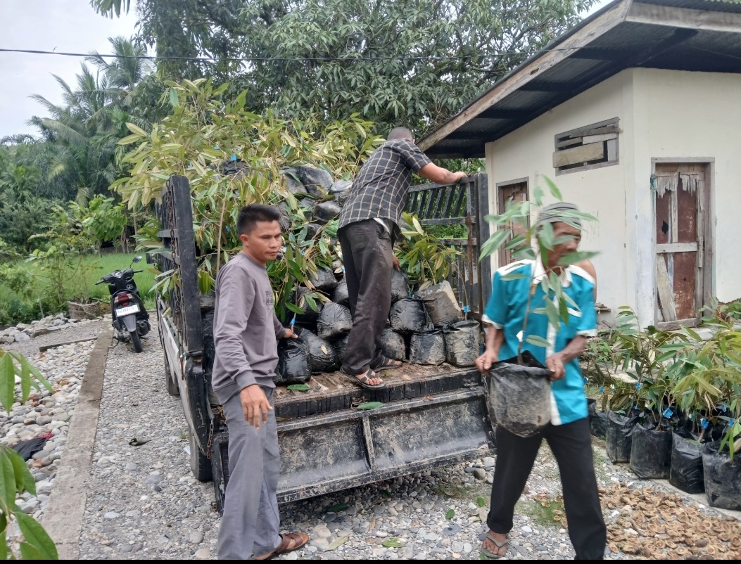 Pemdes Ladang Tuha II Abdya Salurkan Ratusan Bibit Durian Musang King