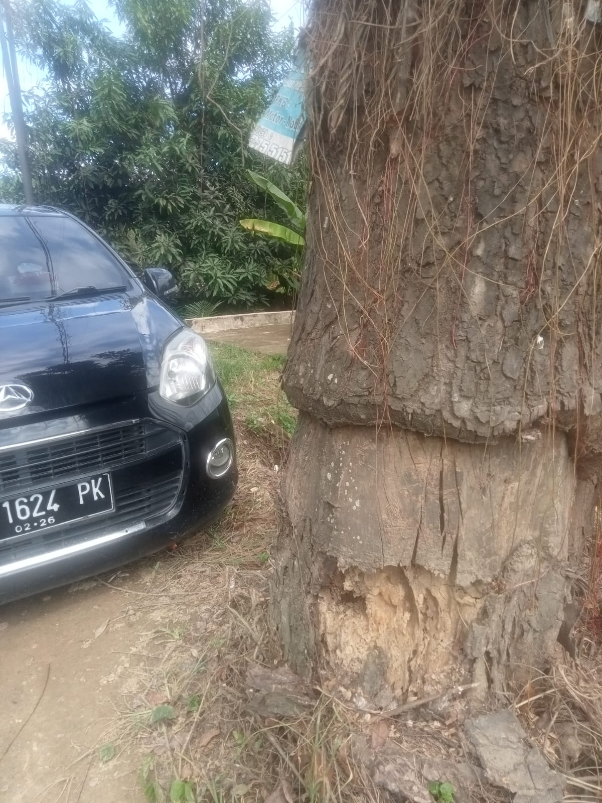 Pohon Mahoni Lapuk Di Besitang, Ancam Keselamatan Warga Dan Pengguna Jalan