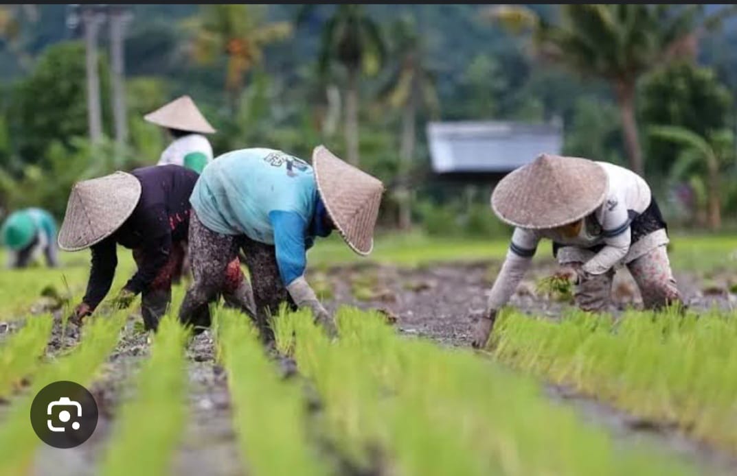 Jelang 2025, Stok Pupuk Di Sumut Dipastikan Tersedia Sesuai Ketentuan