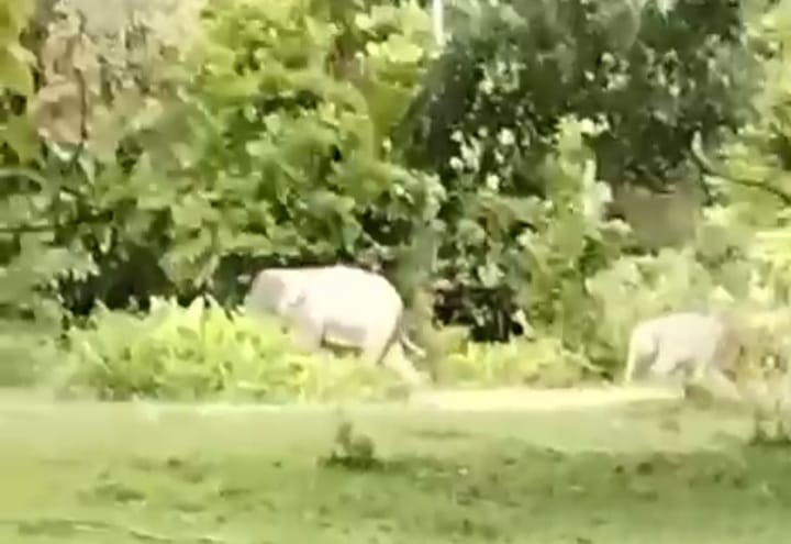 Kawanan Gajah Masuk Permukiman Desa Blang Teungku