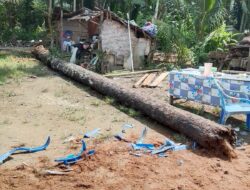 Ibu Dan Bayi Di Aceh Tamiang Meninggal Tertimpa Pohon