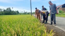 Abdya Wacanakan Panen Perdana Di Desa Mesjid