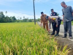 Abdya Wacanakan Panen Perdana Di Desa Mesjid