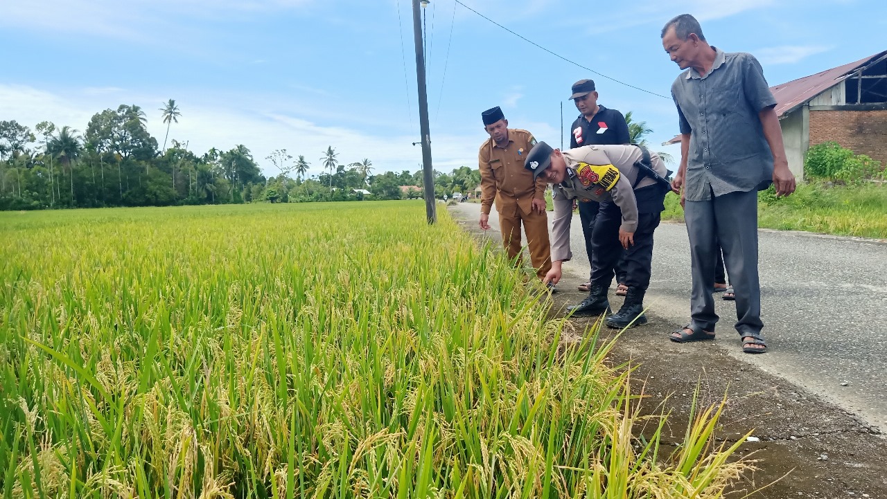 Abdya Wacanakan Panen Perdana Di Desa Mesjid