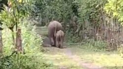 Kawanan Gajah Masuk Permukiman Desa Blang Teungku