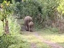 Kawanan Gajah Masuk Permukiman Desa Blang Teungku