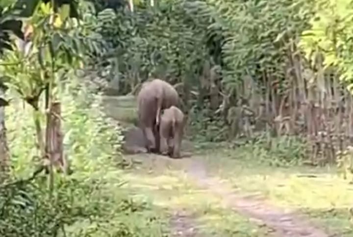 Kawanan Gajah Masuk Permukiman Desa Blang Teungku