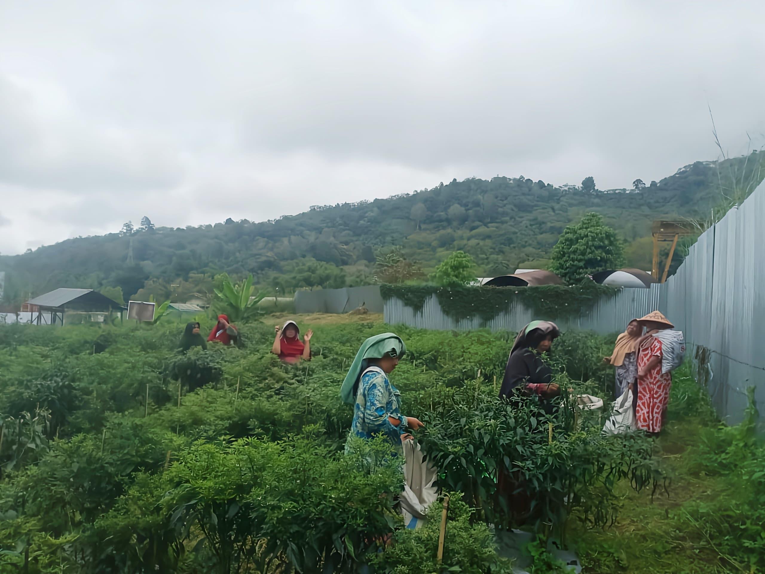 Hadirkan Potensi Baru, PLN UIP Sumbagut Dorong Peningkatan Kualitas Panen Kelompok Tani Sarungke