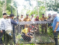 Meresahkan, BKSDA Pasang Perangkap Harimau Di Aceh Timur