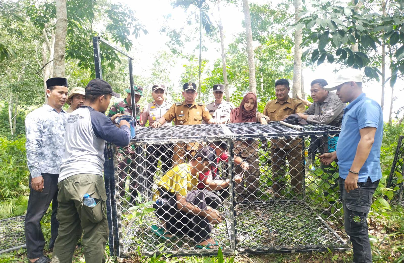 Meresahkan, BKSDA Pasang Perangkap Harimau Di Aceh Timur