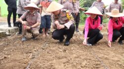 Kapolres Binjai Tanam Jagung Di Pekarangan Kosong