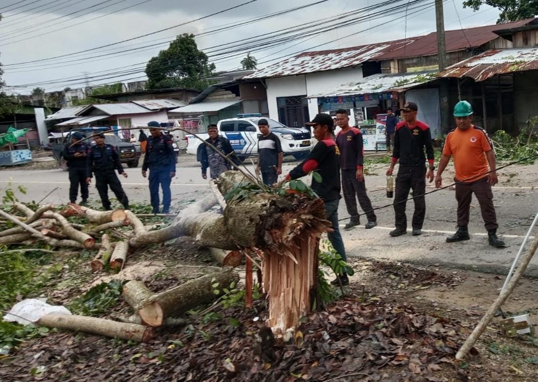 Pohon Tumbang, Halangi Lalu Lintas Medan-Banda Aceh