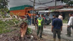 Pohon Tumbang, Halangi Lalu Lintas Medan-Banda Aceh