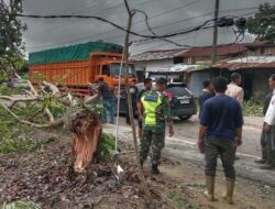 Pohon Tumbang, Halangi Lalu Lintas Medan-Banda Aceh