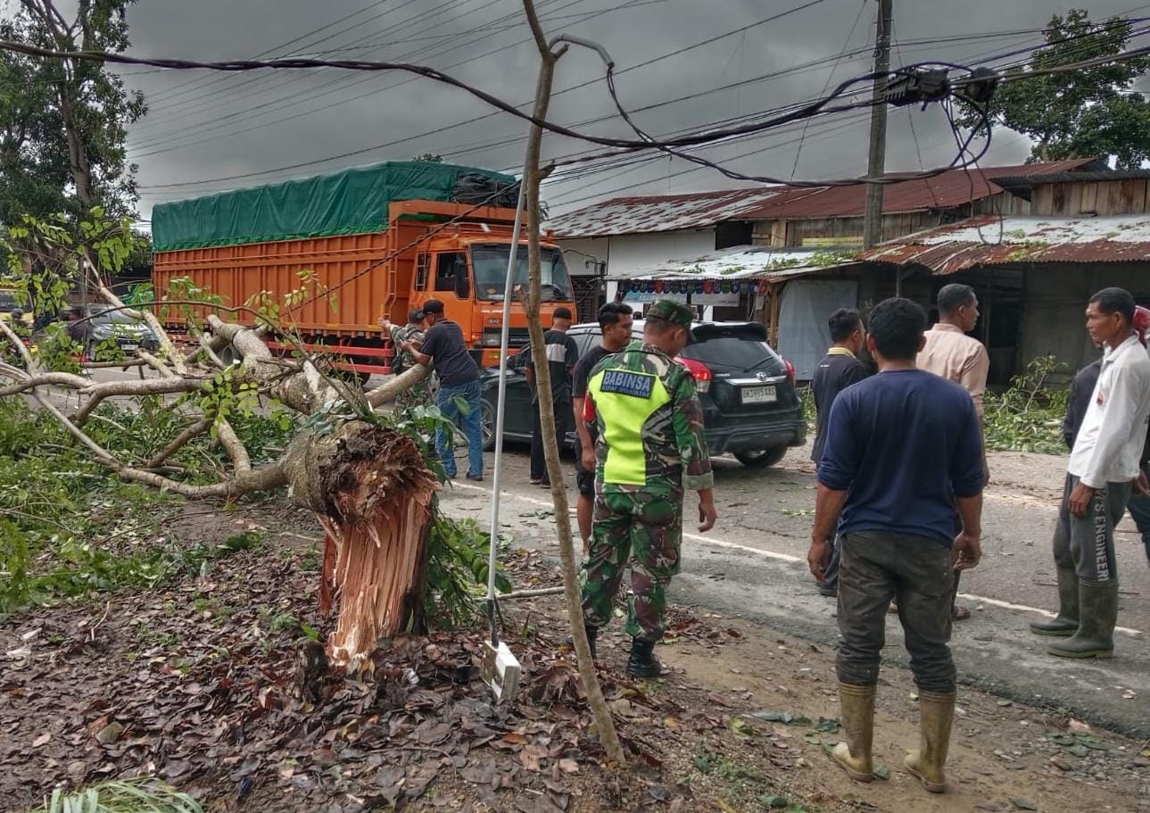 Pohon Tumbang, Halangi Lalu Lintas Medan-Banda Aceh