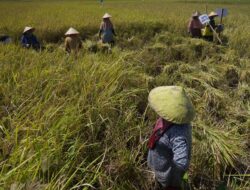 Pupuk Subsidi Dapat Ditebus Petani Terdaftar E-RDKK