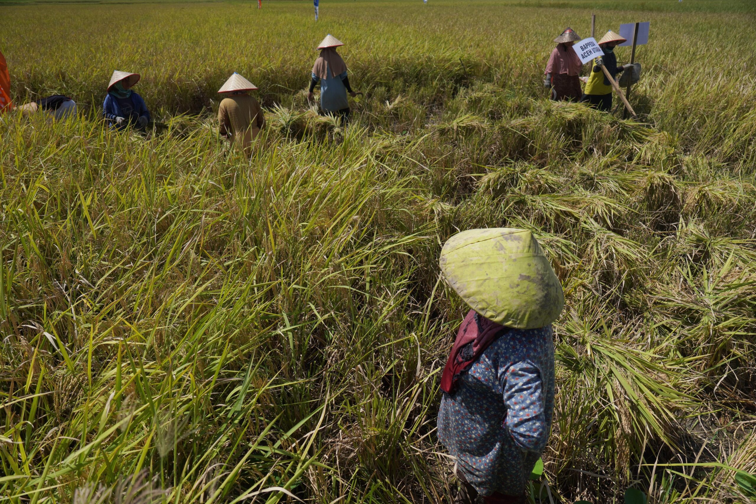 Pupuk Subsidi Dapat Ditebus Petani Terdaftar E-RDKK