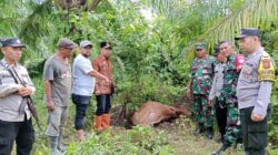 Harimau Mangsa Sapi Milik Warga Desa Blang Nisam