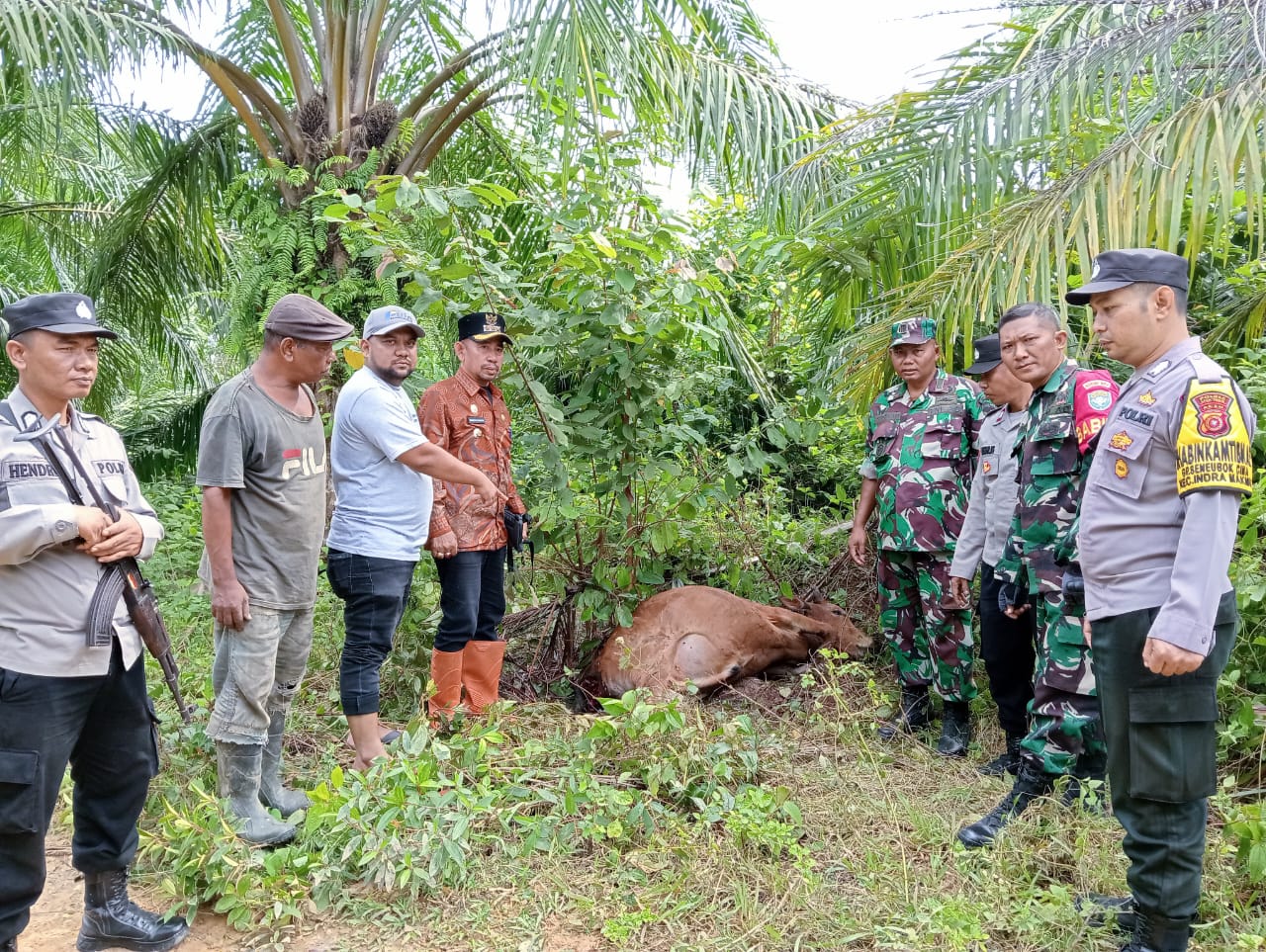 Harimau Mangsa Sapi Milik Warga Desa Blang Nisam