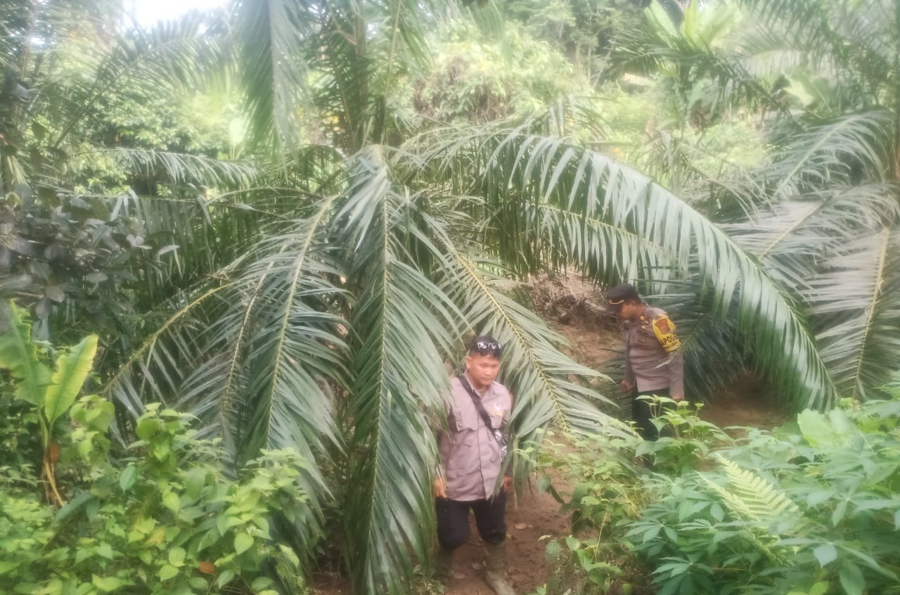 Gajah Obrak-abrik Perkebunan