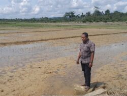 Dampak Banjir, Lebih 10 Hektare Tanaman Padi Mati