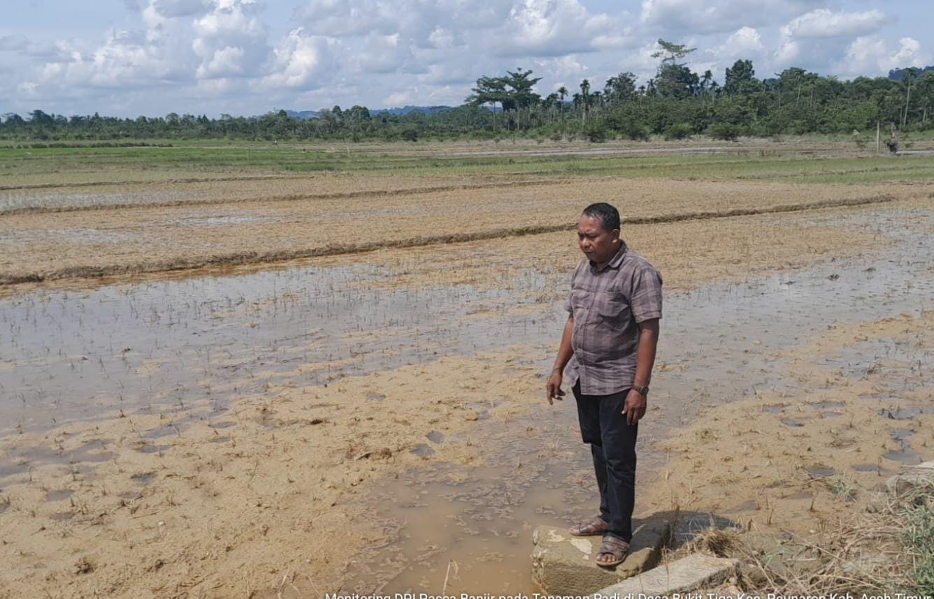 Dampak Banjir, Lebih 10 Hektare Tanaman Padi Mati