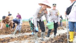 Polres Tapteng Tanam Jagung Serentak