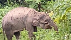 Warga Temukan Seekor Gajah Sakit Di Kebun