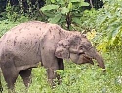 Warga Temukan Seekor Gajah Sakit Di Kebun