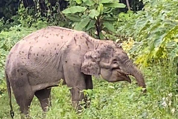 Warga Temukan Seekor Gajah Sakit Di Kebun