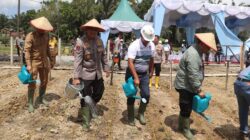 Polres Langkat Gelar Penanaman Jagung Serentak