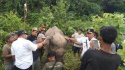 Gajah Sakit Membaik