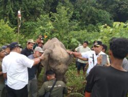 Gajah Sakit Membaik