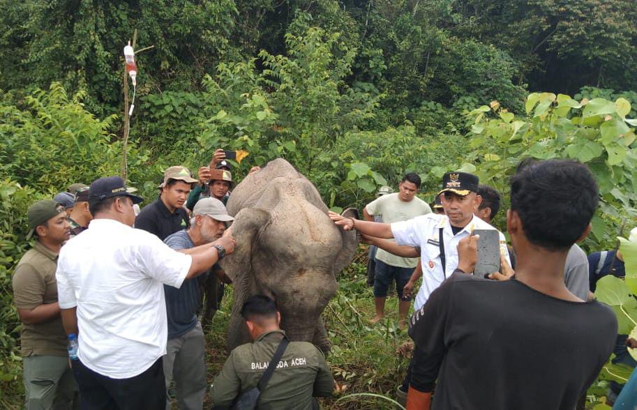 Gajah Sakit Membaik