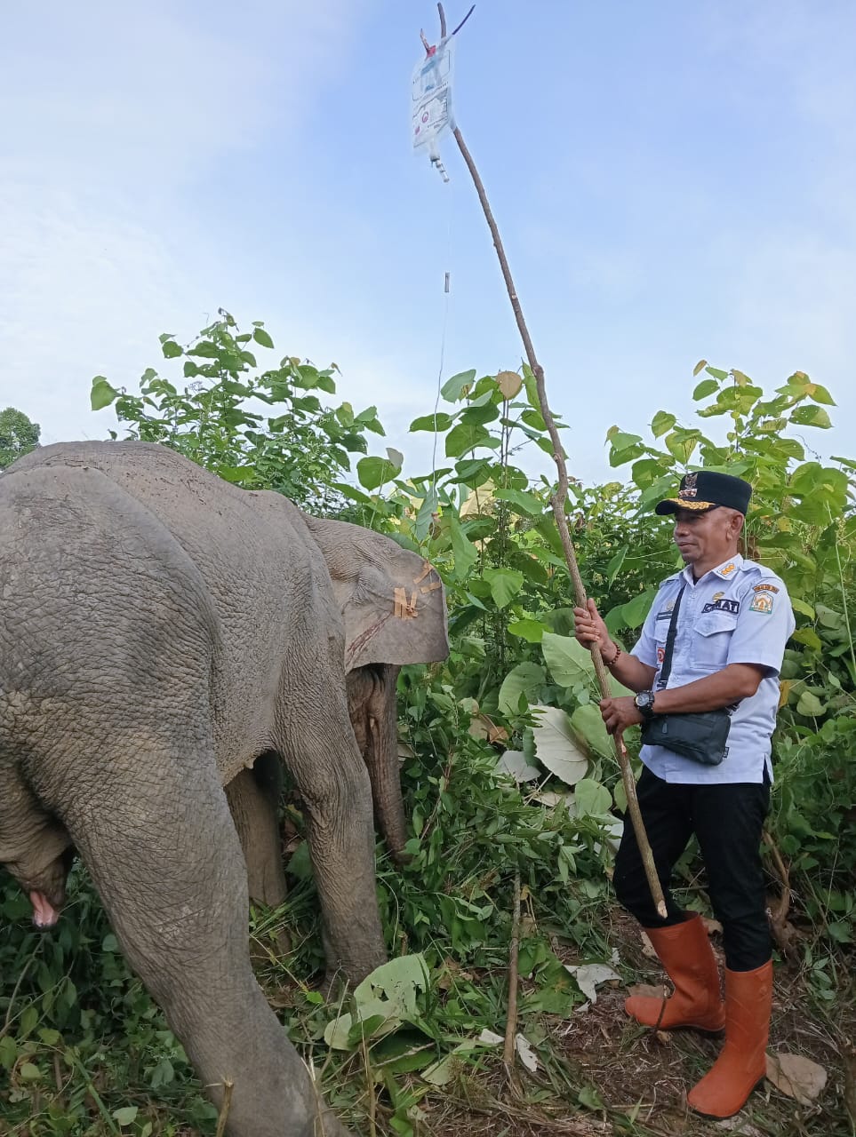 Gajah Sakit Membaik