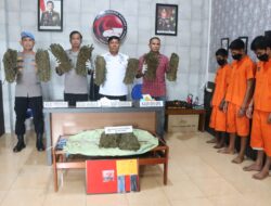 Polres Langsa Amankan 10 Kg Ganja, 3 Tersangka Ditangkap