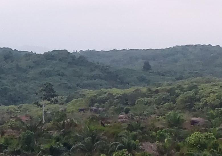 40 Gajah Mengamuk, 15 Hektare Kebun Sawit Lenyap