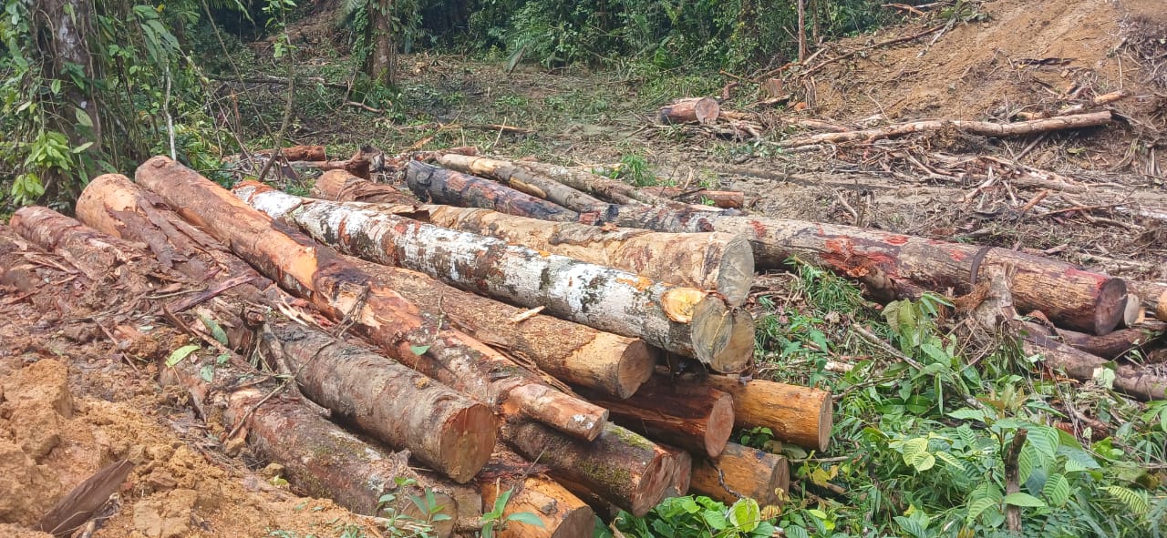 Hutan Di Humbahas Dibabat, Pemanfaat Air Menjerit