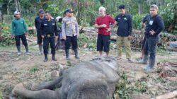 Gajah Liar Ditemukan Mati, Diduga Keracunan Pupuk