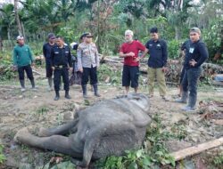 Gajah Liar Ditemukan Mati, Diduga Keracunan Pupuk