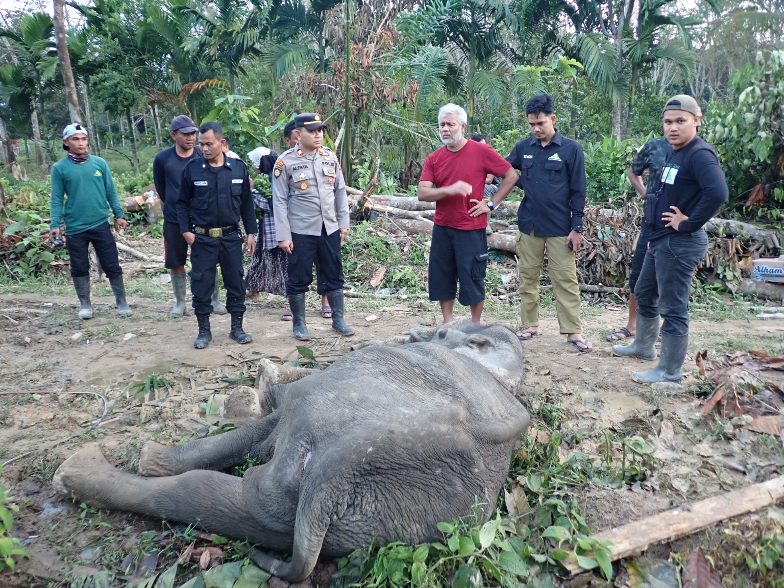 Gajah Liar Ditemukan Mati, Diduga Keracunan Pupuk