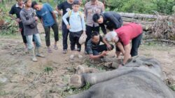 Gajah Liar Gagal Diselamatkan, drh Anhar: Sampel Organ Dalam Akan Diuji Ke Laboratorium