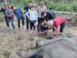 Gajah Liar Gagal Diselamatkan, drh Anhar: Sampel Organ Dalam Akan Diuji Ke Laboratorium