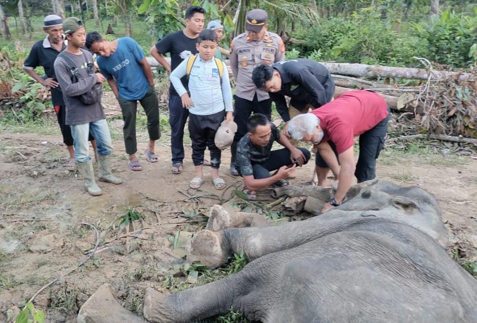 Gajah Liar Gagal Diselamatkan, drh Anhar: Sampel Organ Dalam Akan Diuji Ke Laboratorium