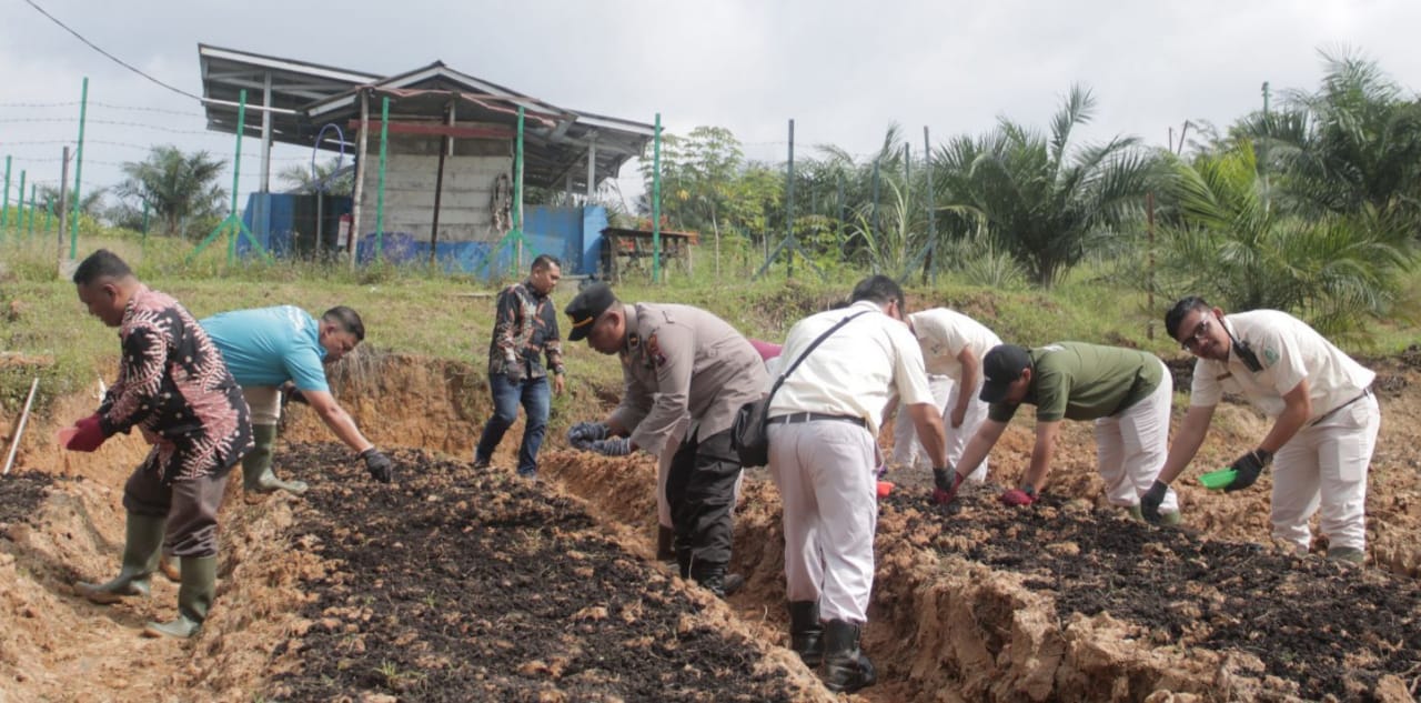 Tanam Jagung Hibrida, PT ANJA Dukung Asta Cita Presiden RI