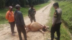 Sapi Karyawan PTPN Di Aceh Timur Dimangsa Harimau