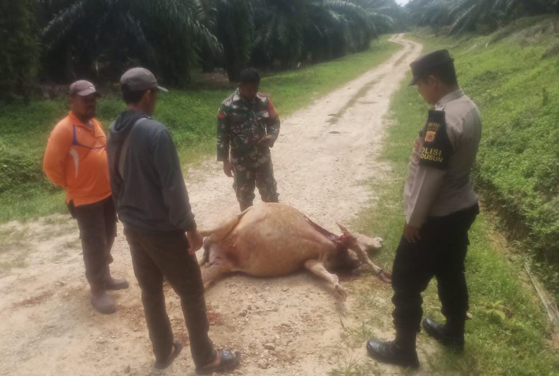 Sapi Karyawan PTPN Di Aceh Timur Dimangsa Harimau