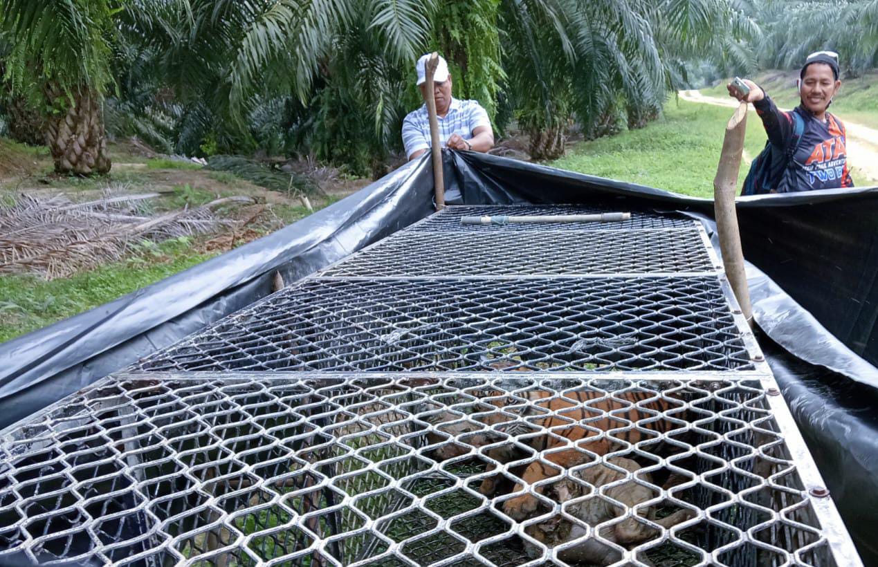 Berbulan-bulan Resahkan Peternak, BKSDA Berhasil Tangkap Harimau Di Aceh Timur